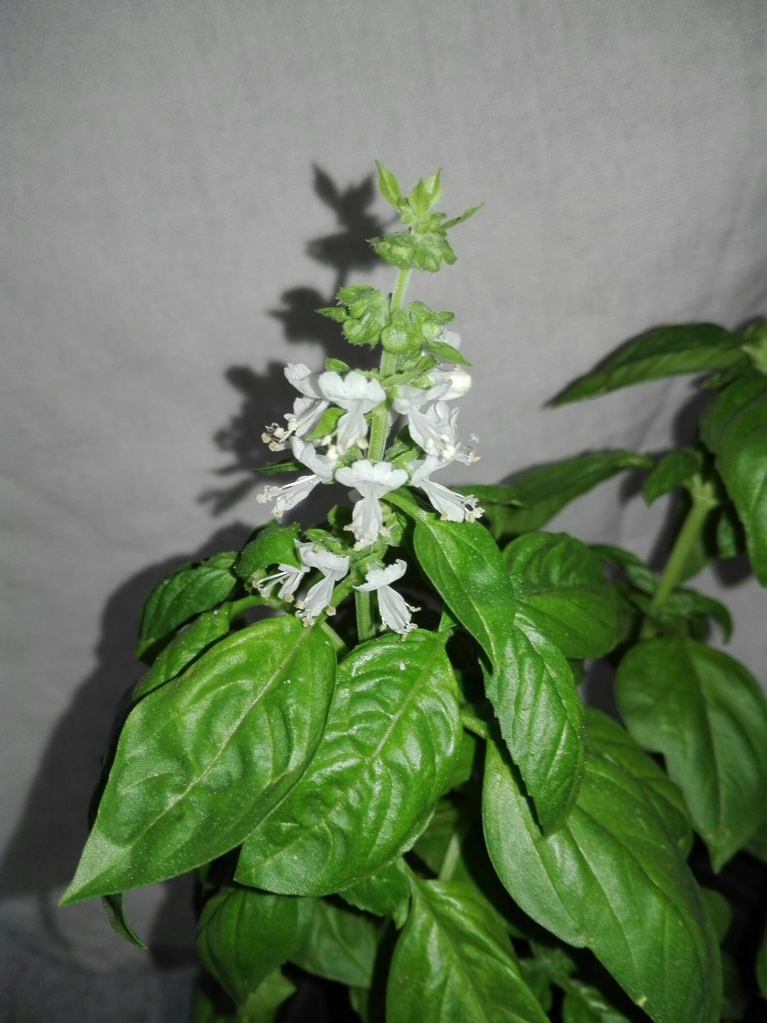 在阳台养花种草

是一种生活情趣