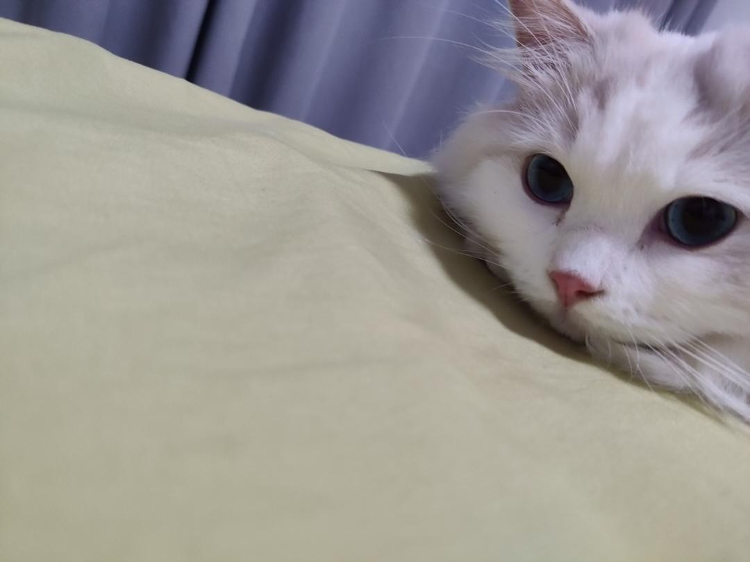 LL不爱冰淇淋脆皮