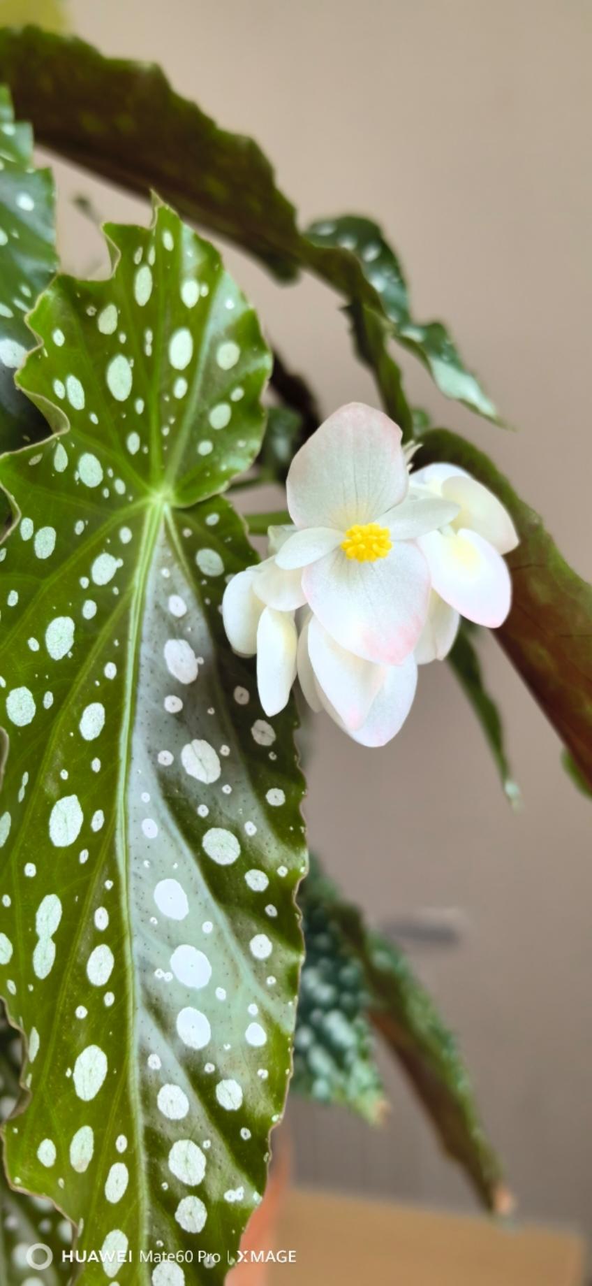 花意浓