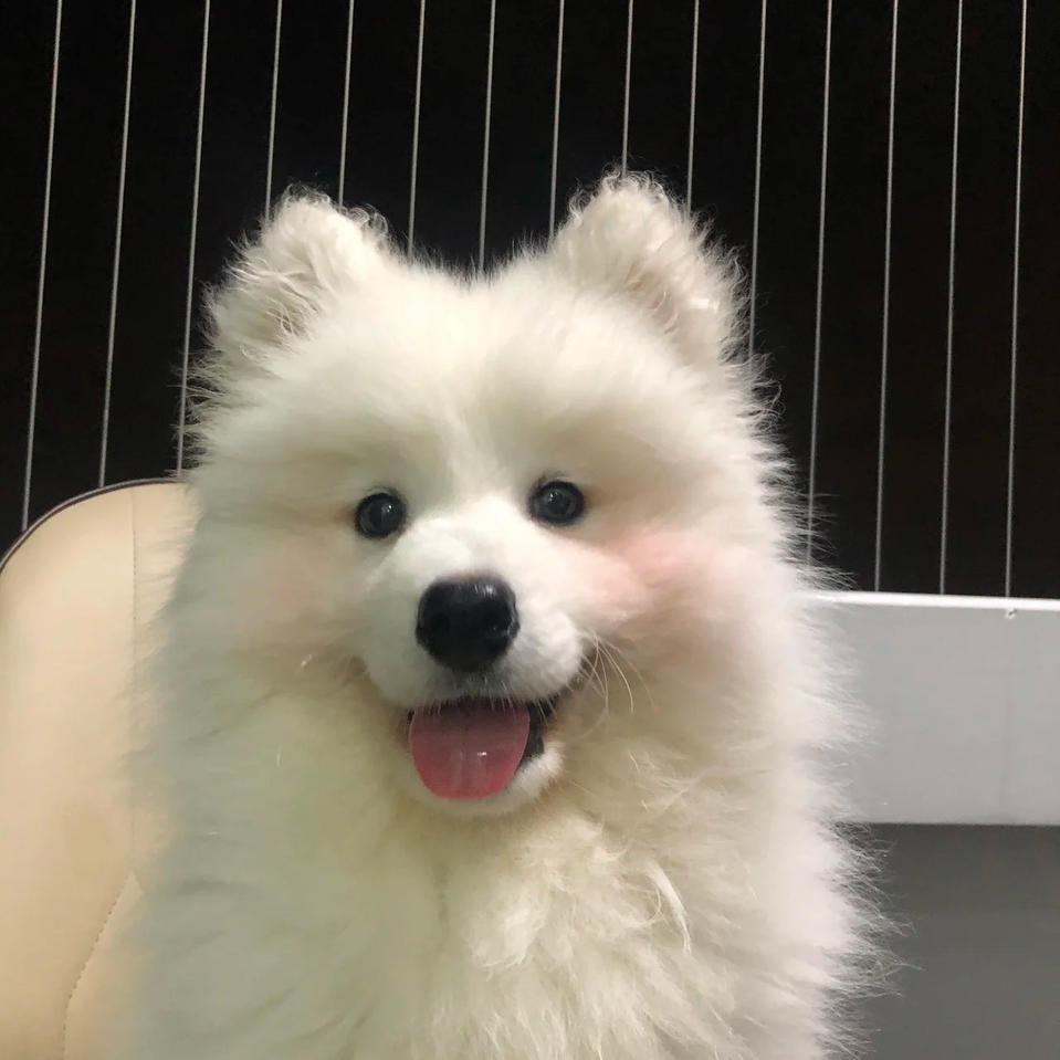 湫椰