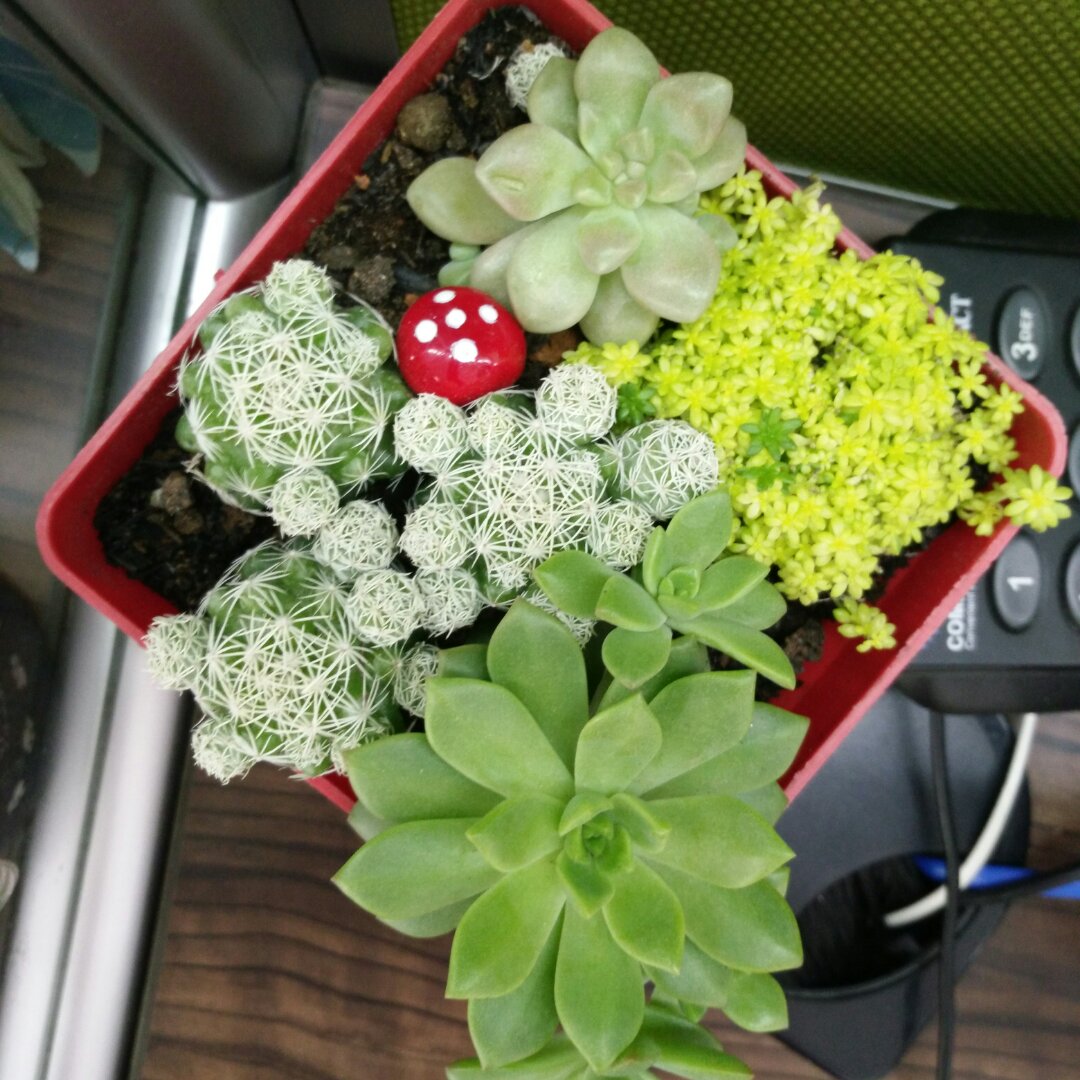 木瓜蛋白酶