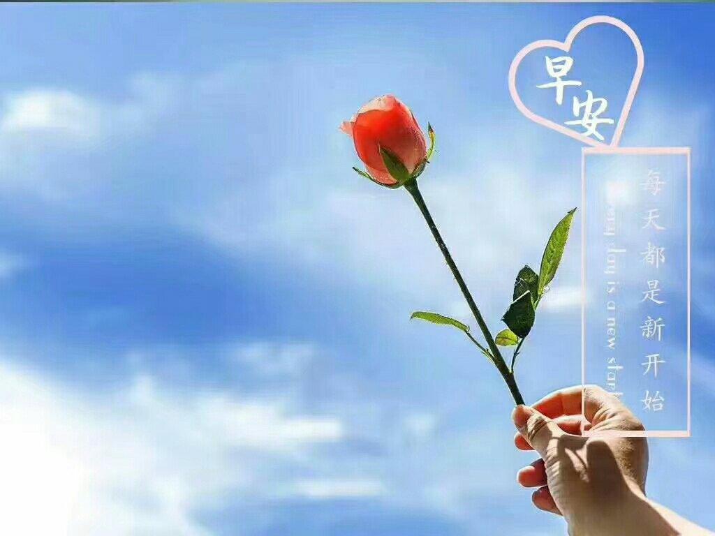 芳华豆腐抱鸡蛋