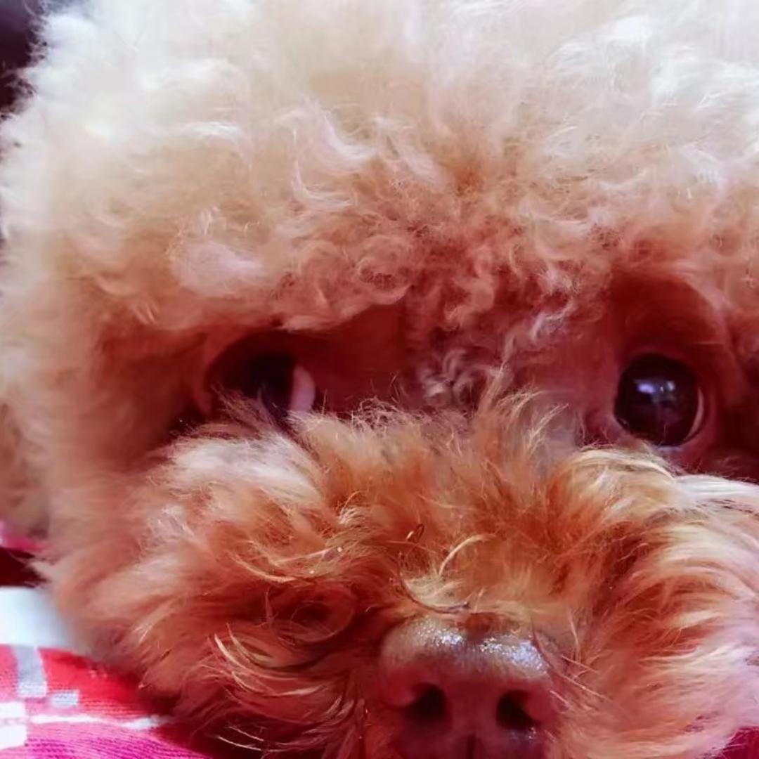 (๑･ิﻌ･ิ๑)