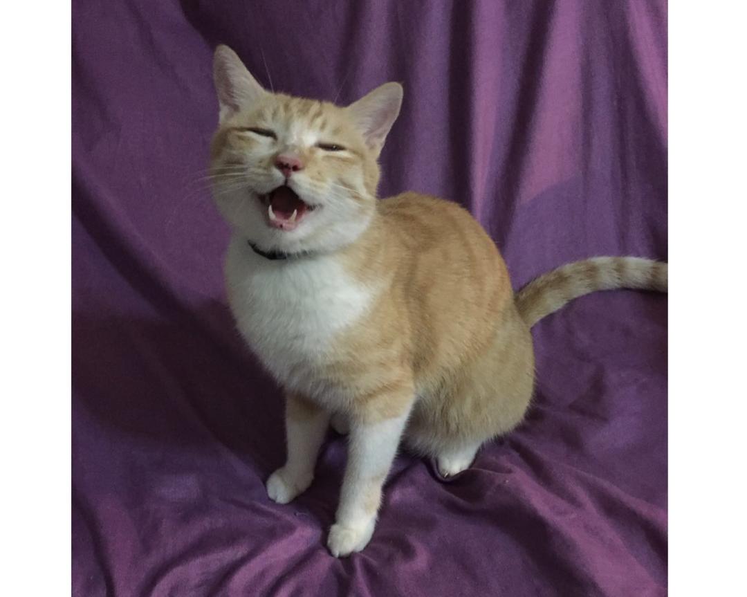 川菜调料麻辣红油