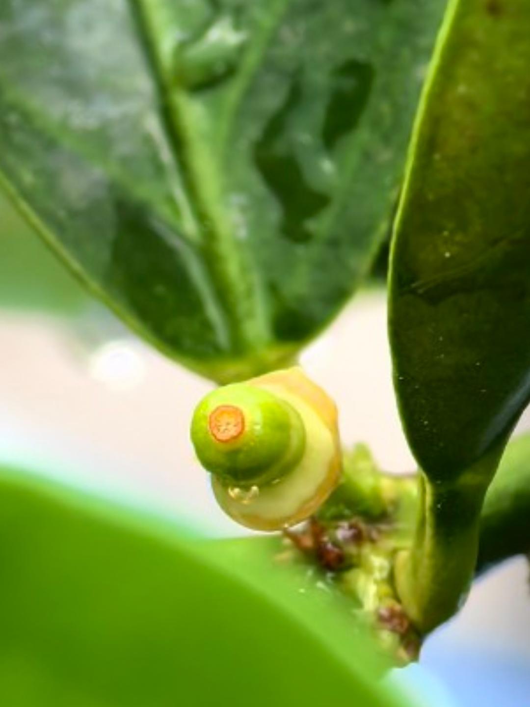 花意浓
