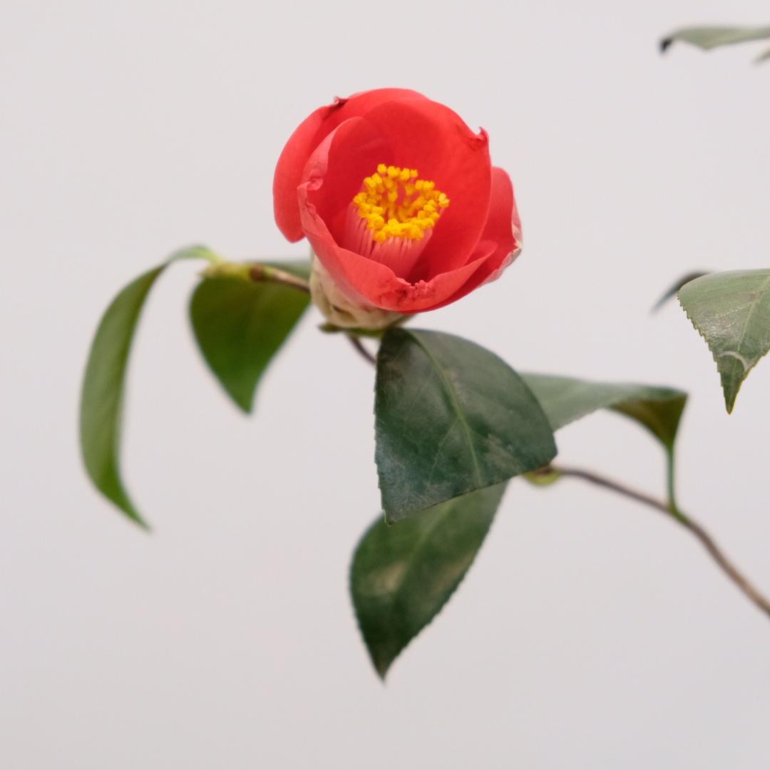 如花美环