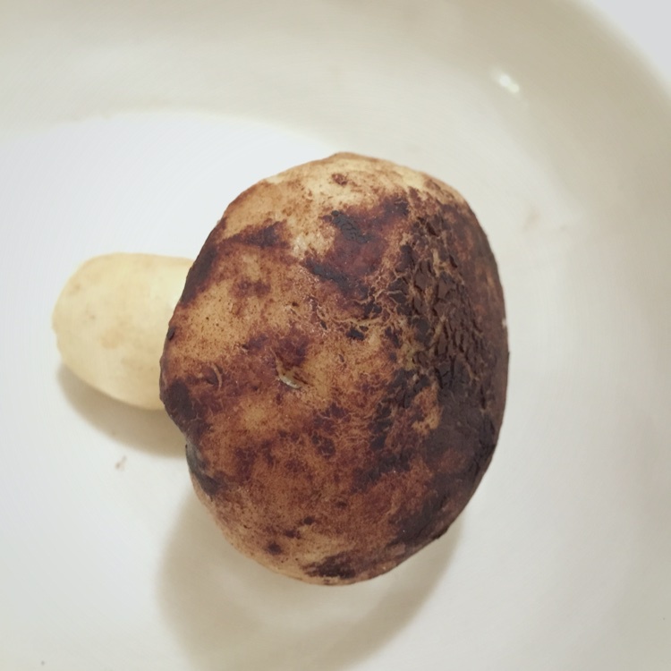 蘑菇包