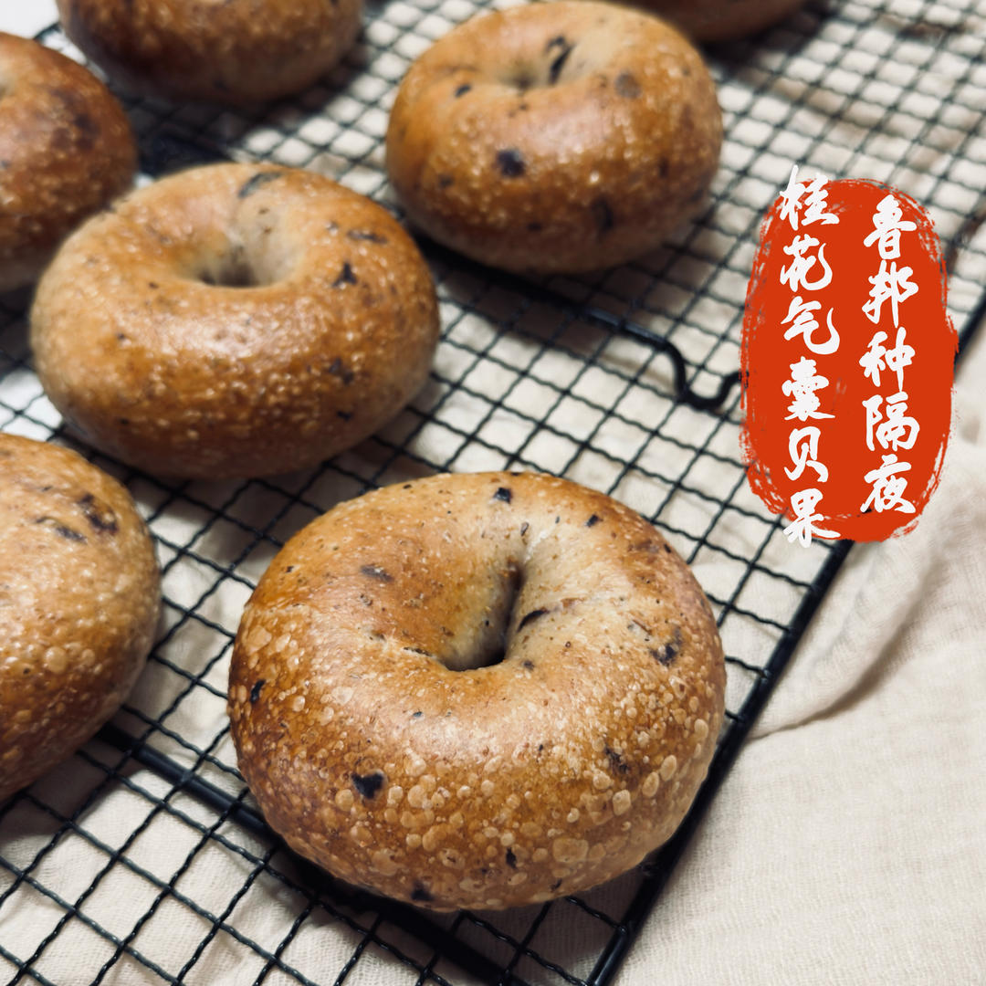 桂花气囊果干贝果
