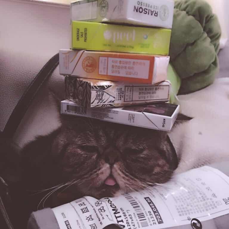 认真的毛毛