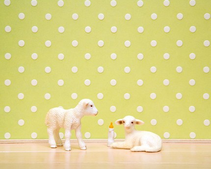 睡午觉的松狮犬