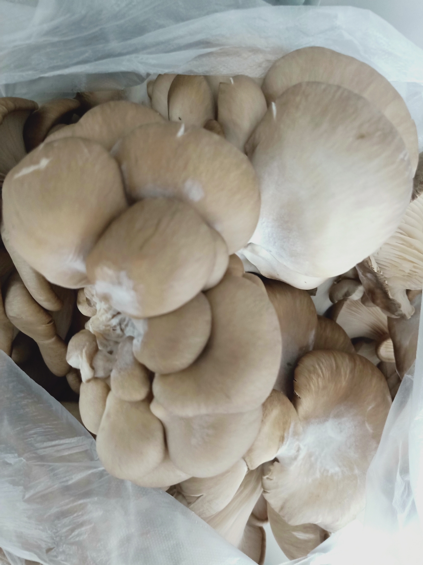 清炒蘑菇的做法