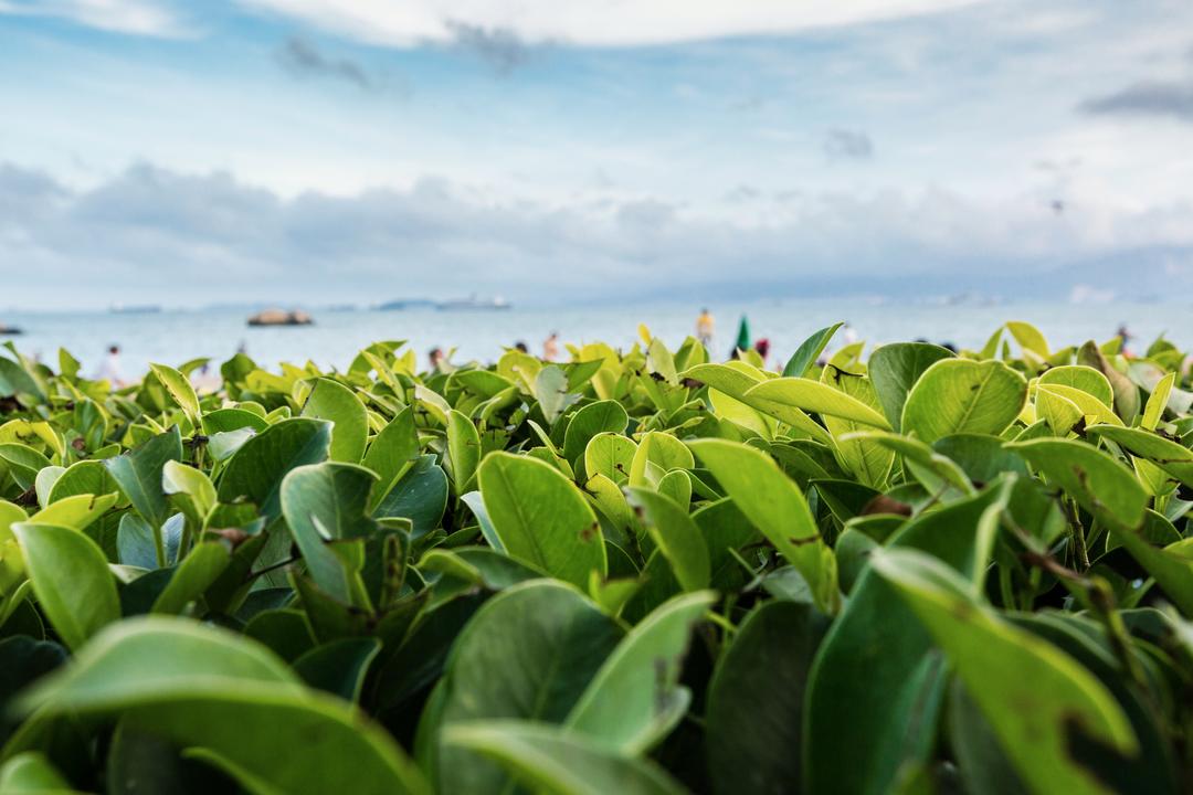 【autolyse】我的基础面包