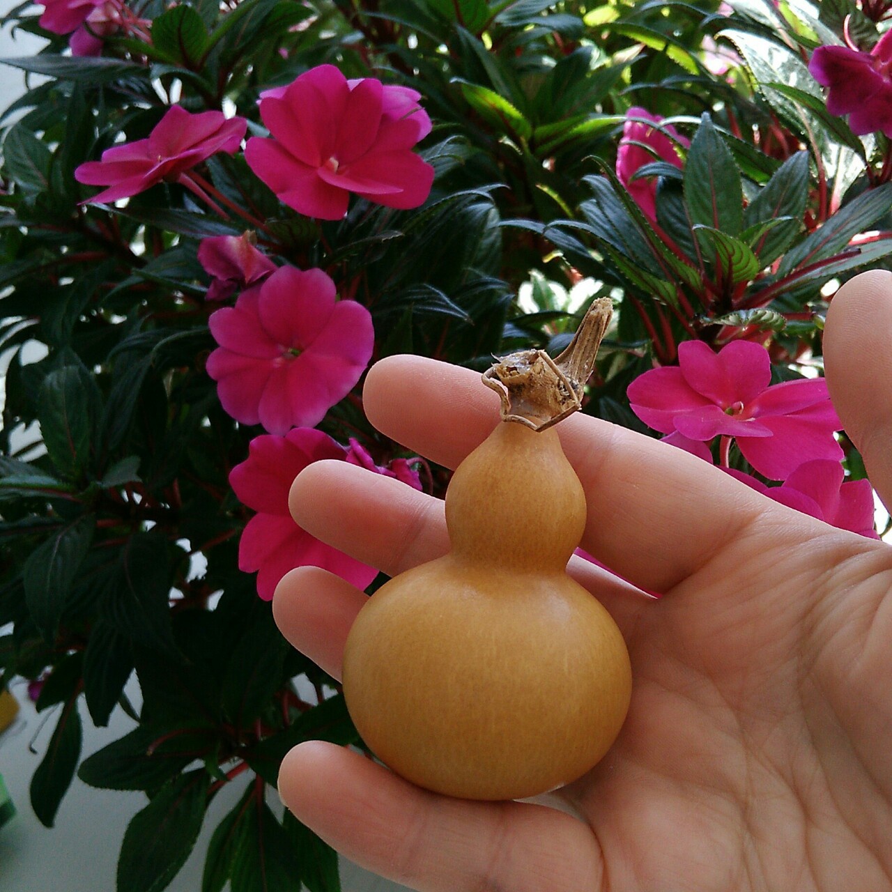 浅浅的笑20150115-1