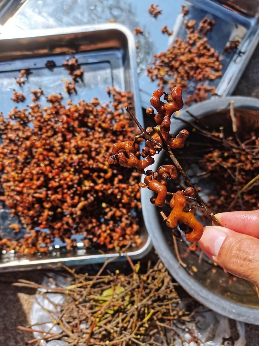 鸡爪梨(拐枣)酒
