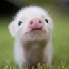 猪叔叔_avit