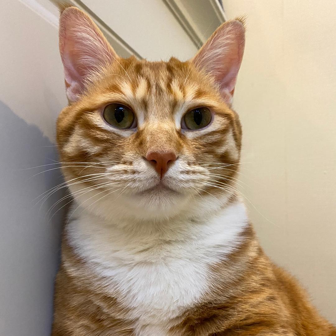 小米喜欢做甜哒