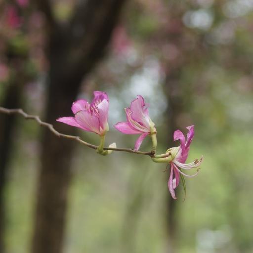 蒜苔芝麻酱