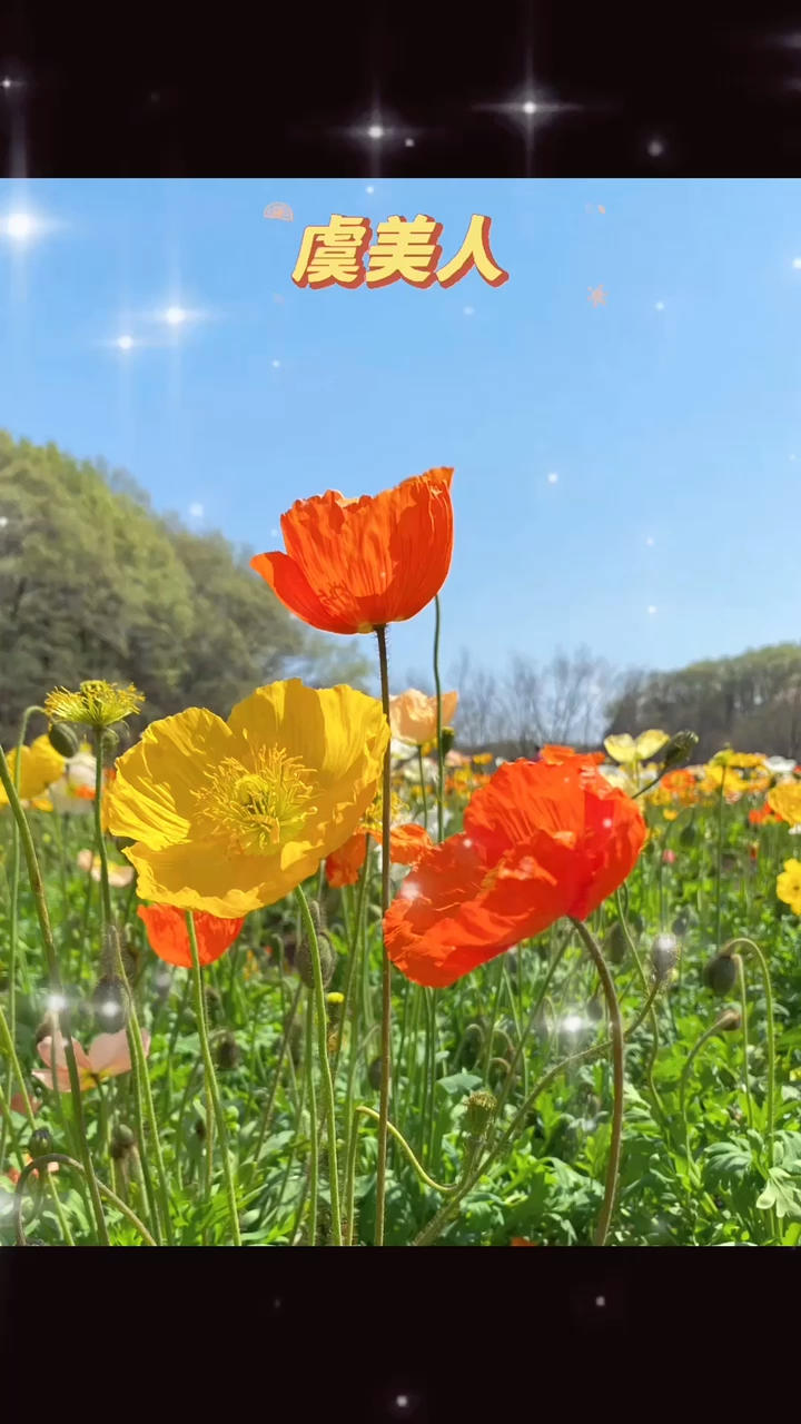 赏（樱）花纪行
