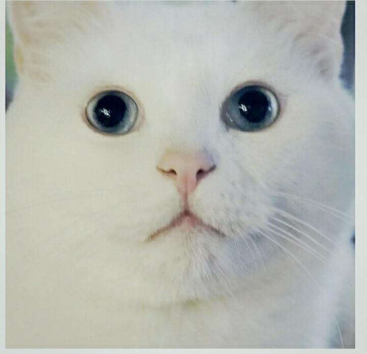 爱吃的猫咪a