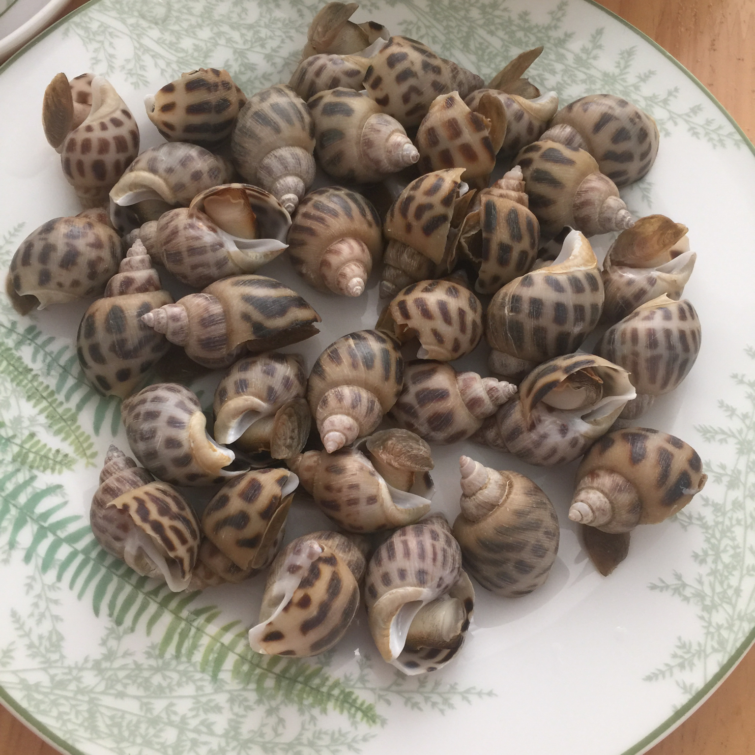 白灼花螺