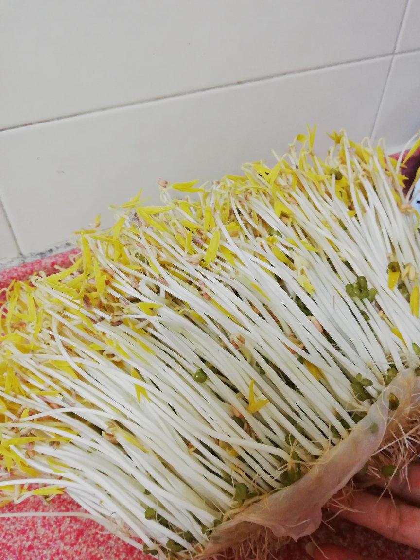 自发豆芽👉👉不用豆芽机版且附操作视频