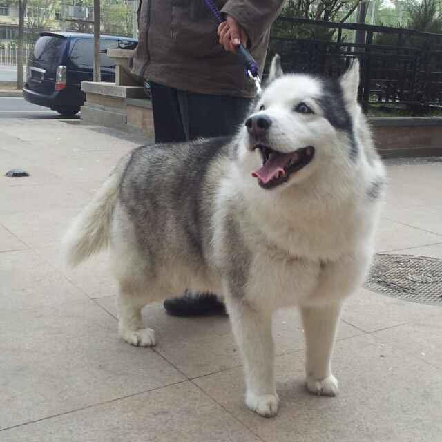 husky天