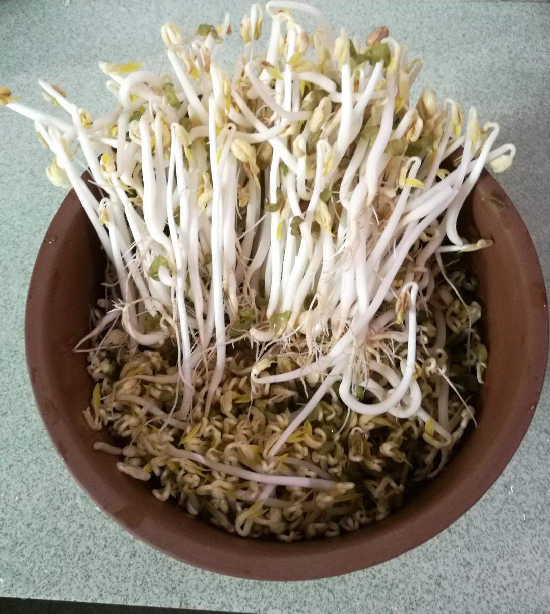 陶罐发芽菜
