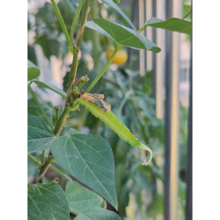 瓜果蔬菜养成记