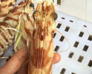 懒人油焖大斑节虾的做法 步骤2