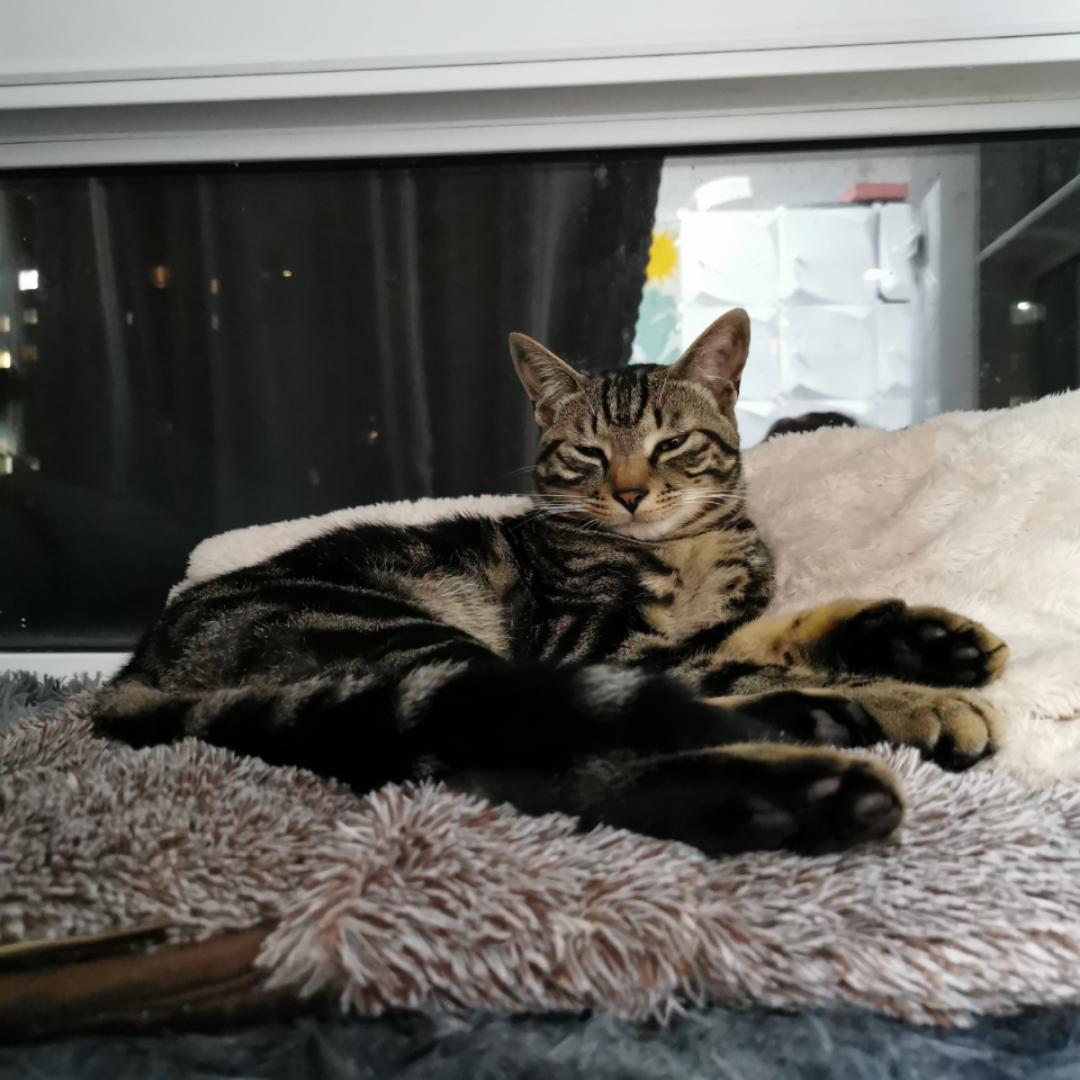 蟹猪老板