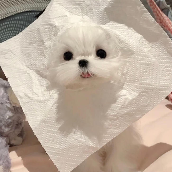 烘培小甜豆