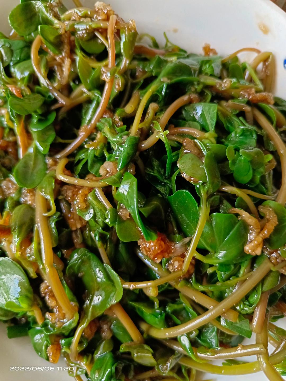 凉拌马马菜（凉拌马齿苋）