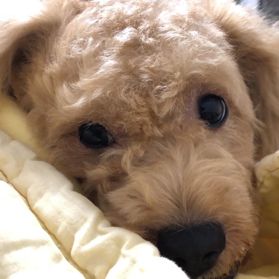 Pennyff