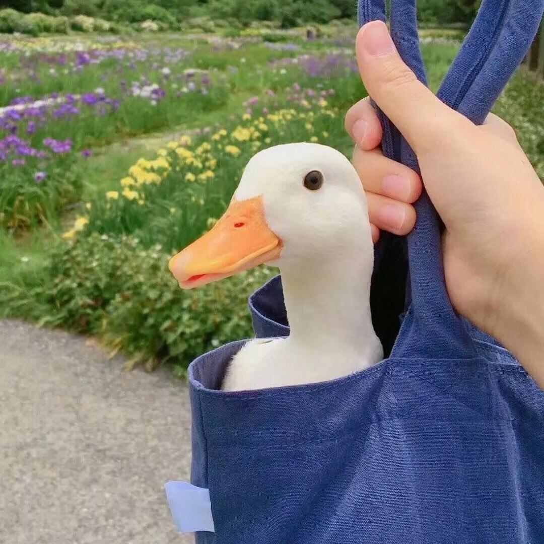 叛逆期的中华小当家