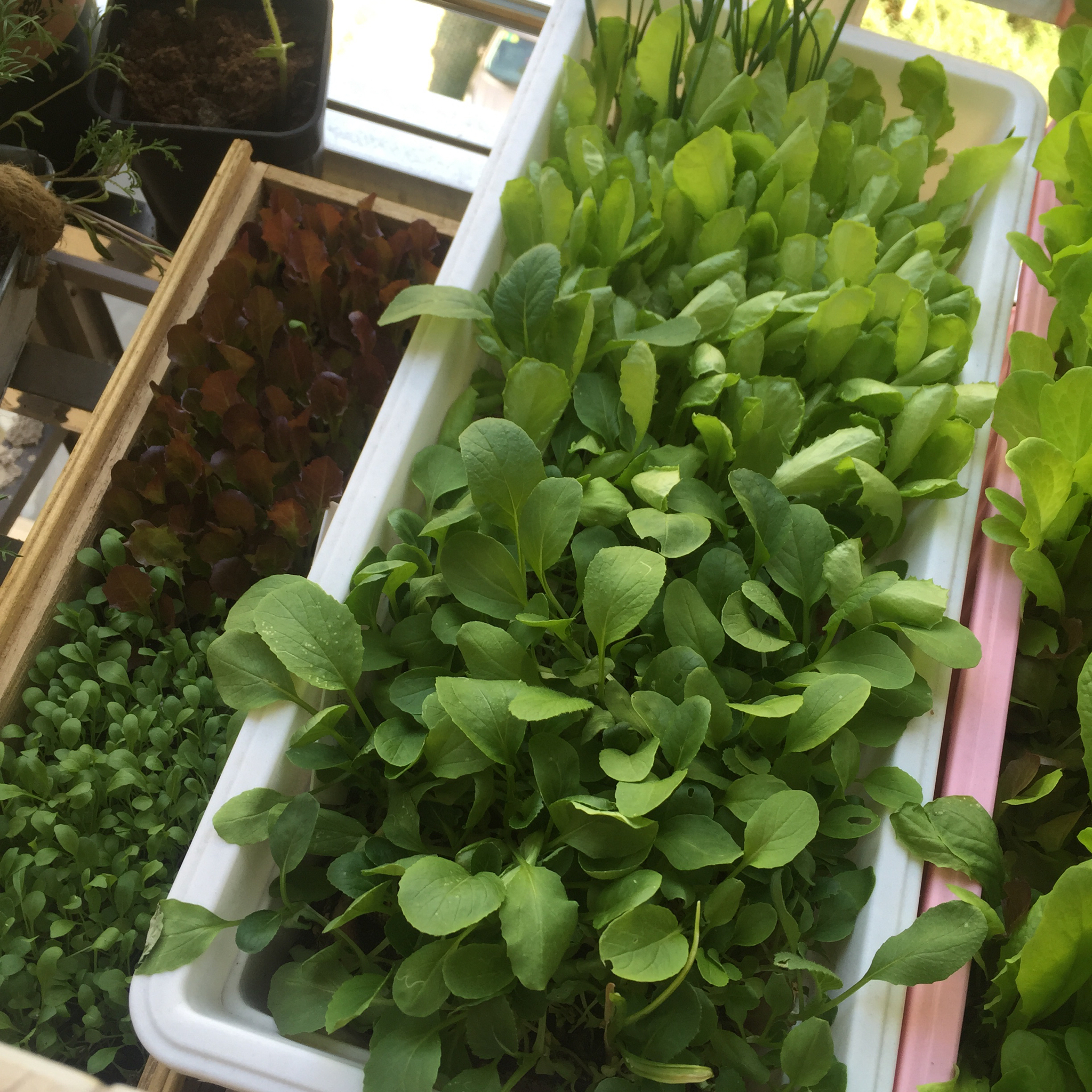 生菜（色拉用）生长记