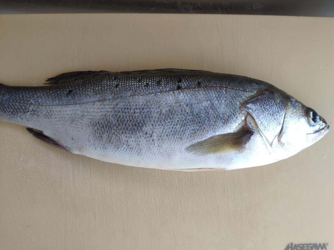 处理鲈鱼（或其他鱼类）的方法