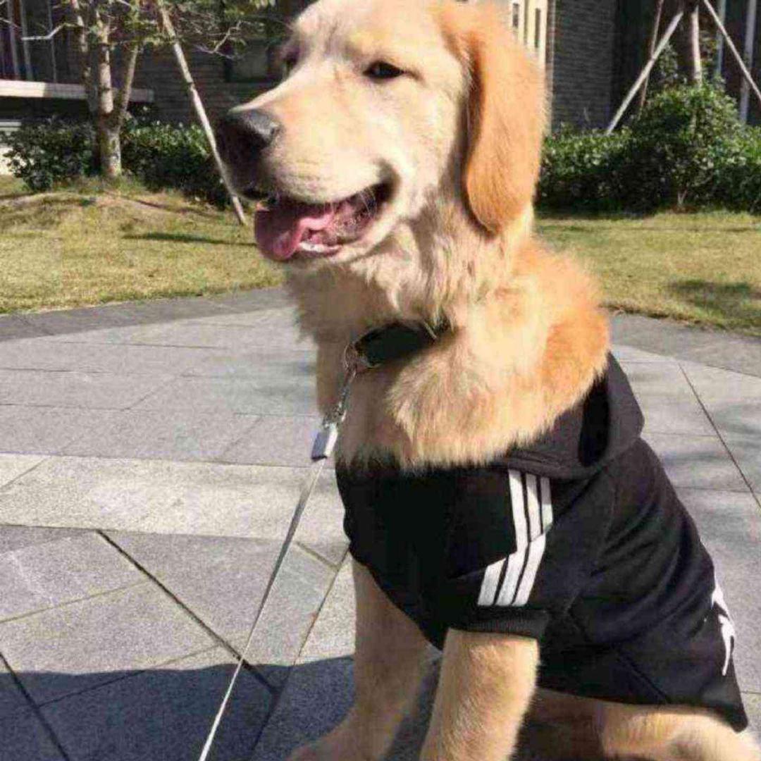 金毛宝宝凯撒