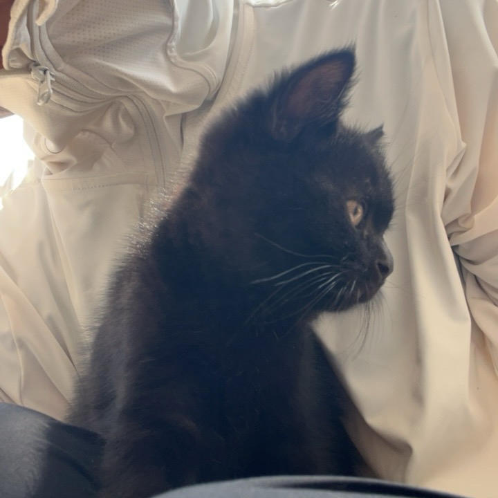 一只猫a