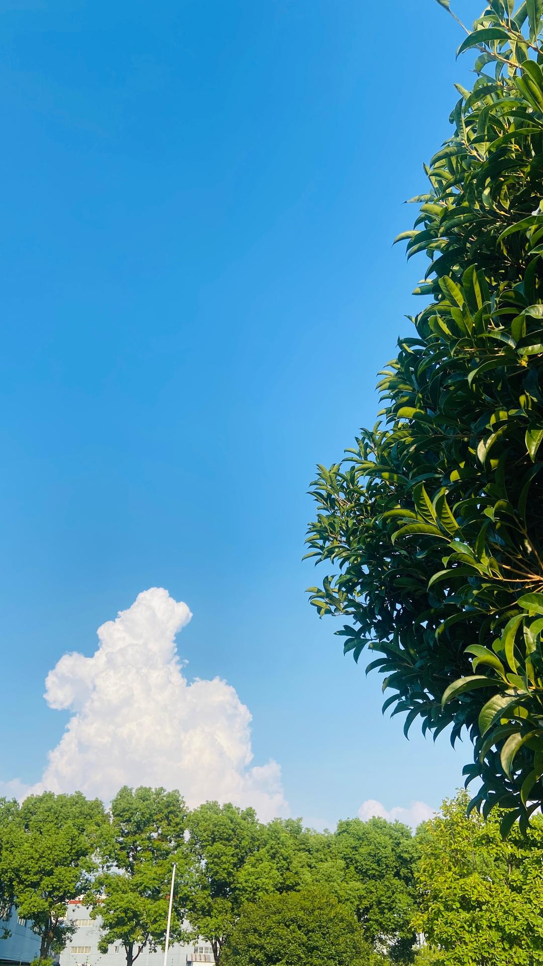 意面酱（自用）