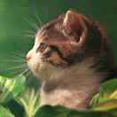 虎皮猫_hwns