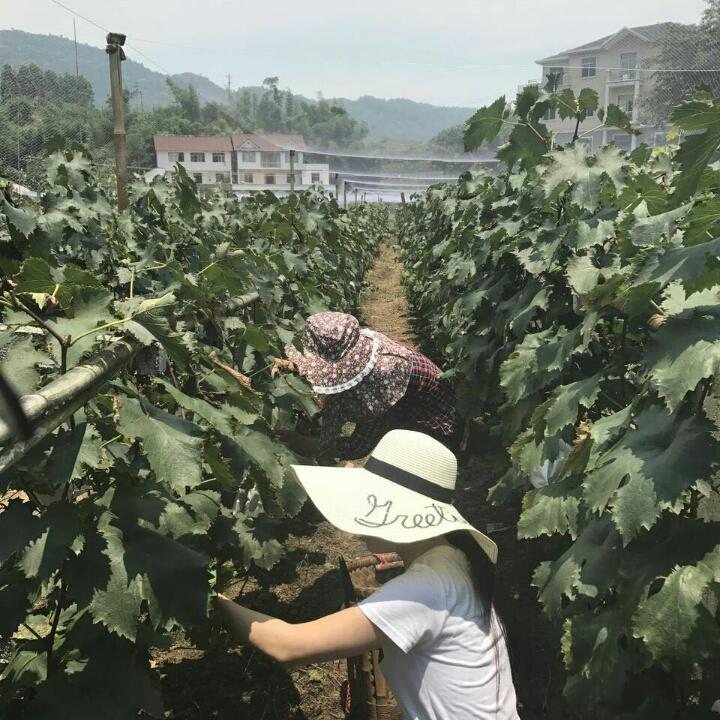 青芽方苏