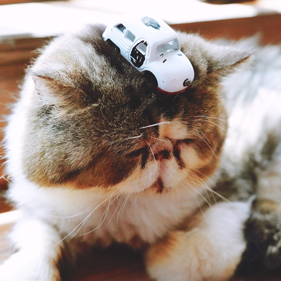 点來捣趣大猫咪