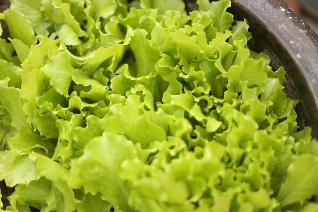 阳台菜园的做法