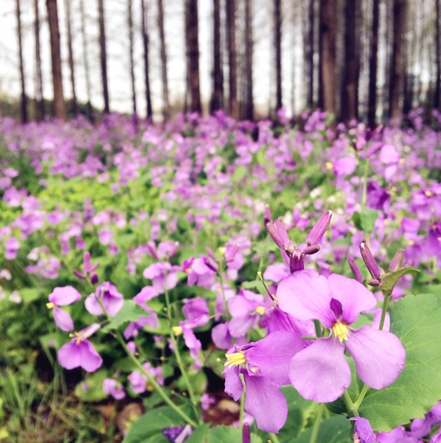 花花草草小物什