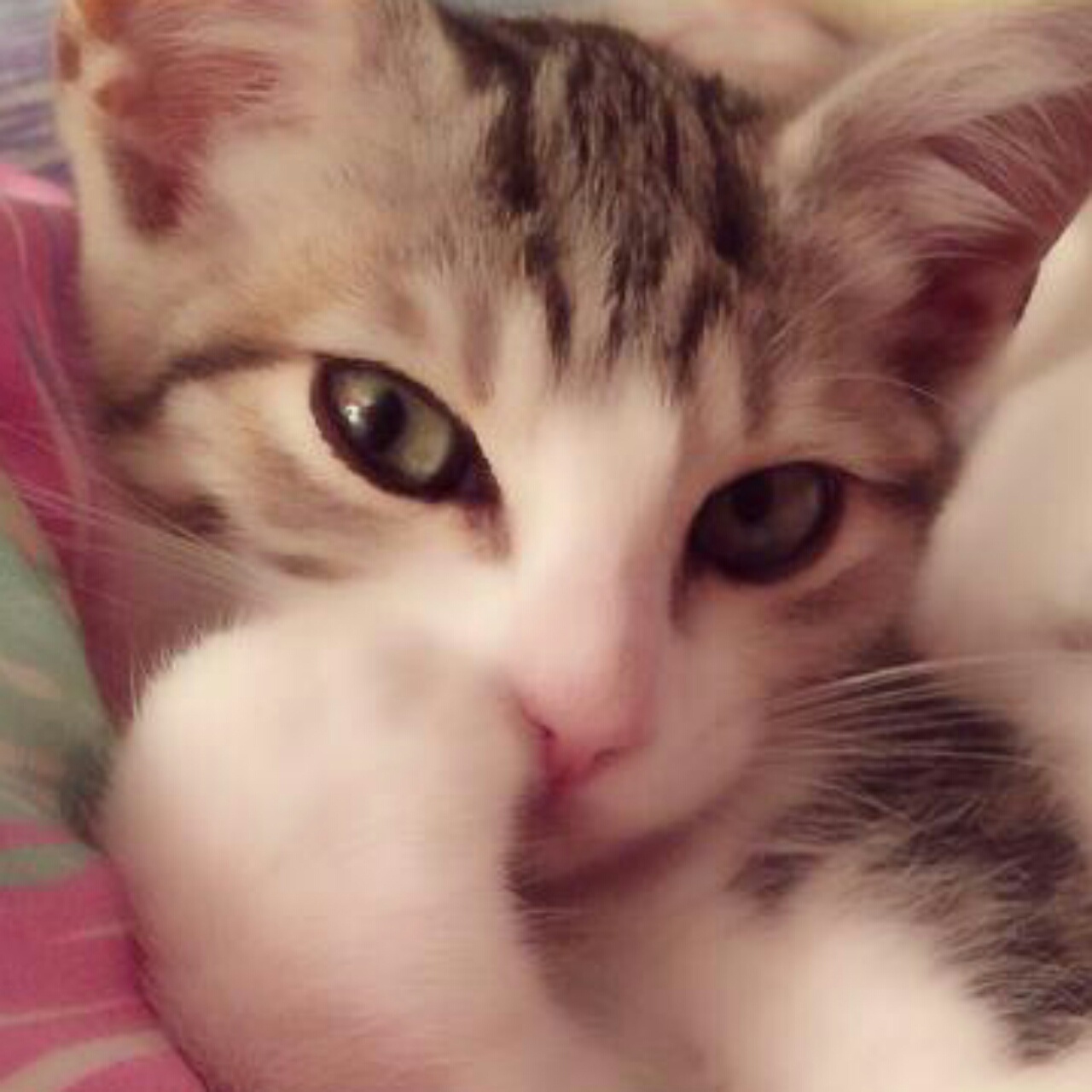 跳跳de猫主子