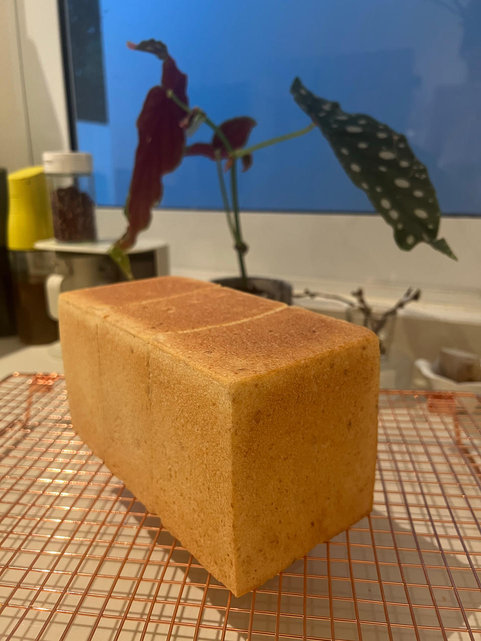 燕麦吐司（天然酵母）