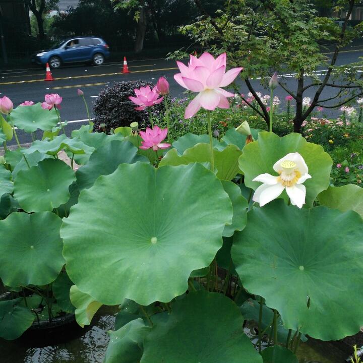 陈毅伟