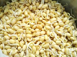 自制黄豆芽的做法 步骤5