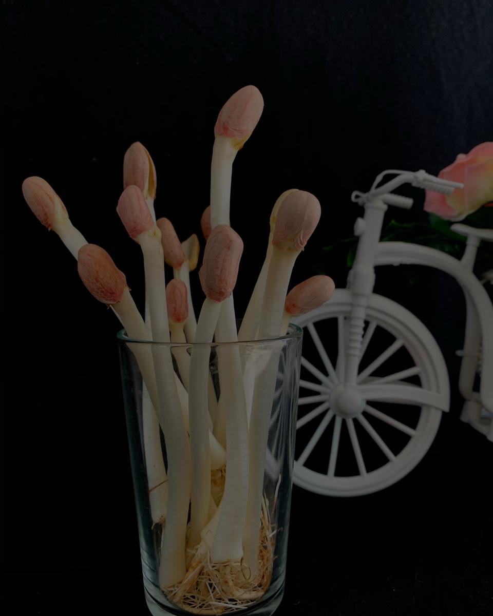 ❀【炒时蔬 • 花生芽】❀《快手菜系列七》