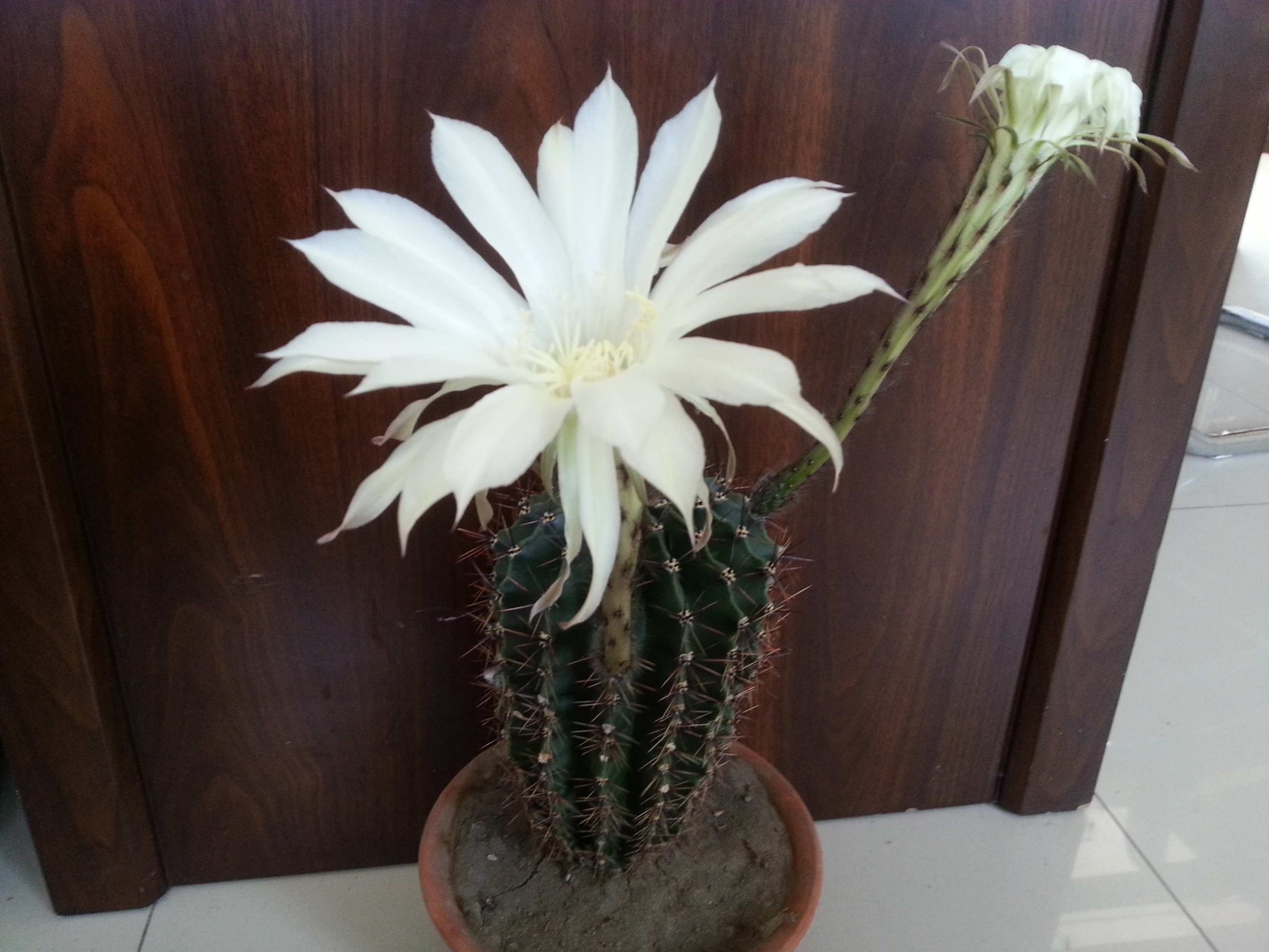 我的阳台我做主.我的名字叫小煮.